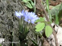 フデリンドウ 開花する