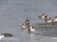 ヒドリガモ 干潟で休む群れ、飛び立つ