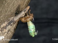 ミンミンゼミ 羽化する