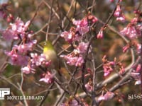 メジロ サクラの蜜を吸う