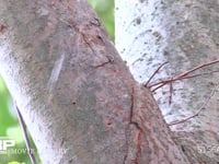 ミンミンゼミ 鳴く、オシッコをして飛び立つ