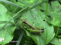 メスアカフキバッタ オオバコの葉を食べる