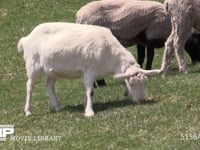 ヤギ　ザーネン種 草を食む