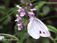 ヤマトスジグロシロチョウ ウツボグサの花の蜜をすう