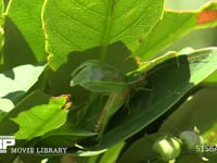 アオマツムシ♂ 葉の上で鳴く。後ろに♀がいる