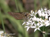 イチモンジセセリ ニラの花の蜜を吸う