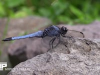 オオシオカラトンボ♂ 石の上で休む