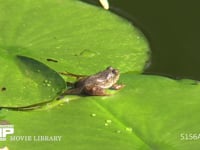 ウシガエル幼生 スイレンの葉の上で休む。尾がまだ残る