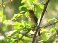 オオルリ♂若鳥 ズミの実をついばむ