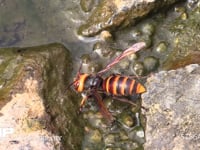 オオスズメバチ 水たまりで水を飲む