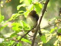 オオルリ♂若鳥 ズミの木の枝にとまり、羽づくろいをする