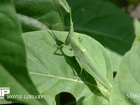 オンブバッタ♀ オシロイバナの葉を食べる