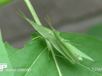 オンブバッタ♂♀ オシロイバナの葉にとまる♂(上)と♀(下)