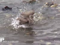 キアシシギ 水浴びをする