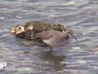 キアシシギ 干潟でカニを捕え食べる