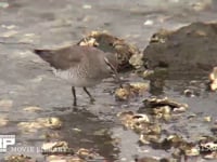 キアシシギ 干潟でカニを捕え食べる