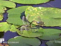 ギンヤンマ スイレンの葉にとまり産卵しようとするが、♀の尾先が水面に届かない