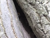 クズハキリバチ 木の洞の巣穴に切り取った葉をもってくる