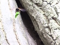 クズハキリバチ 木の洞の巣穴に切り取った葉をもってくる