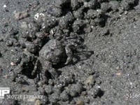 コメツキガニ 干潟で砂中の有機物を鋏脚で取り食べる。危険を感じて巣穴に逃げ隠れる