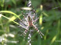 ナガコガネグモ♀ 網の真ん中で獲物を待つ♀。腹部より見る