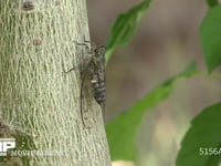 ツクツクボウシ♂ 木にとまり鳴く