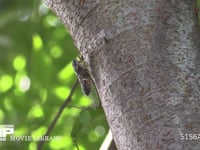 ツクツクボウシ♂ 木にとまり鳴く