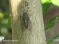 ツクツクボウシ♂ 木にとまり鳴く