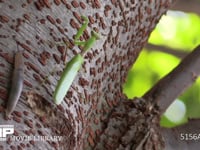 ハラビロカマキリ 木を登る。ナメクジも登る