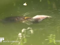 ミシシッピーアカミミガメ フナの死体をつつき食べる