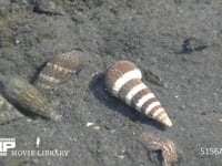 ヤドカリ 干潟の浅い水たまりを歩く