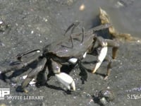 ヤマトオサガニ 干潟で砂中の有機物を鋏脚で取り食べる