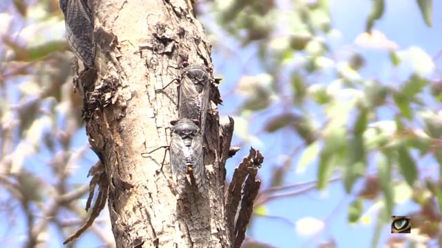 Red Eye cicada (Psaltoda moerens) (Hemiptera: Cicadidae) Canberra, Australia