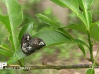 アゲハチョウ４齢幼虫 糸を吐いて脱皮用の足場をつくる