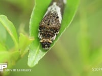 アゲハチョウ４齢幼虫 糸を吐いて脱皮用の足場をつくる