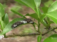 アゲハチョウ４齢幼虫 糸を吐いて脱皮用の足場をつくる