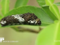 アゲハチョウ４齢幼虫 糸を吐いて脱皮用の足場をつくる