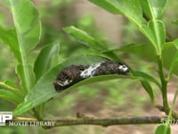 アゲハチョウ４齢幼虫 糸を吐いて脱皮用の足場をつくる