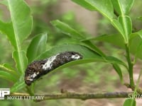 アゲハチョウ４齢幼虫 糸を吐いて脱皮用の足場をつくる