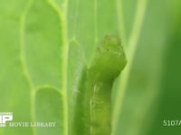 モンシロチョウ　蛹化 幼虫の背中が割れ蛹のからだが見え始める