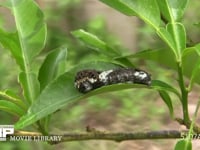 アゲハチョウ４齢幼虫 糸を吐いて脱皮用の足場をつくる