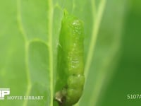 モンシロチョウ　蛹化 幼虫の脱皮殻から蛹の尾端を引き出す