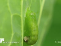 モンシロチョウ　蛹化 幼虫の脱皮殻を外そうと体を動かす