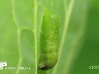 モンシロチョウ　蛹化 蛹のからだがほぼすべて出てくる