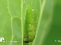 モンシロチョウ　蛹化 蛹のからだがほぼすべて出てくる