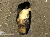 カブトムシ　蛹化 幼虫の皮を脱ぎ蛹が出てくる