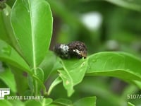 ミカンの葉を食べるアゲハチョウ３齢幼虫 