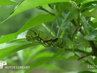 ミカンの葉を食べるアゲハチョウ５齢幼虫 