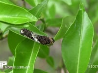 ミカンの葉を食べるアゲハチョウ３齢幼虫 