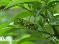 ミカンの葉を食べるアゲハチョウ５齢幼虫 
